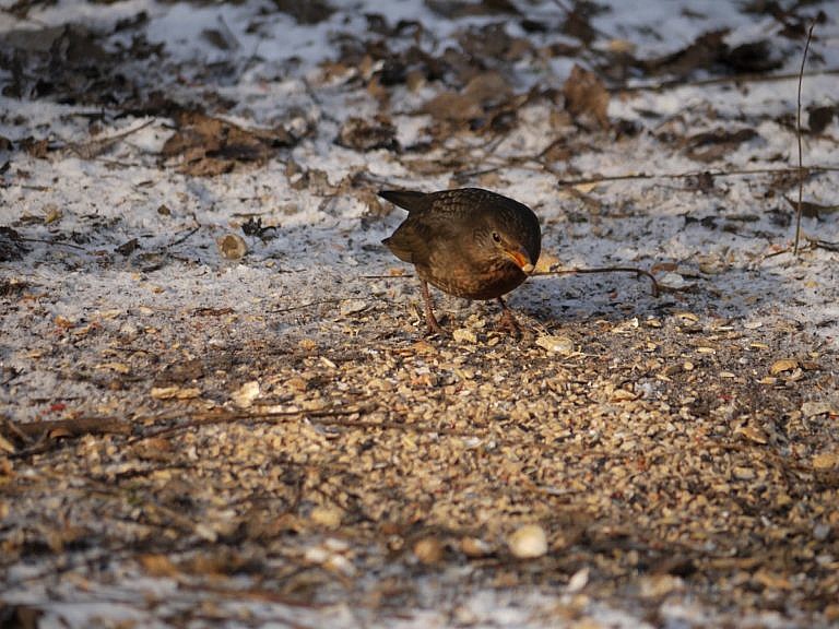 Bird pecking the leftovers from Chicken Scratch