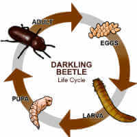 Lifecycle of a Darkling Beetle