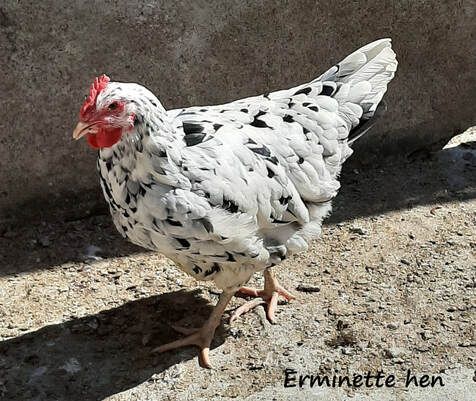 Reviving rare heritage Chicken Breeds or the life of the