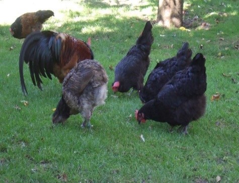 Chickens Feeding