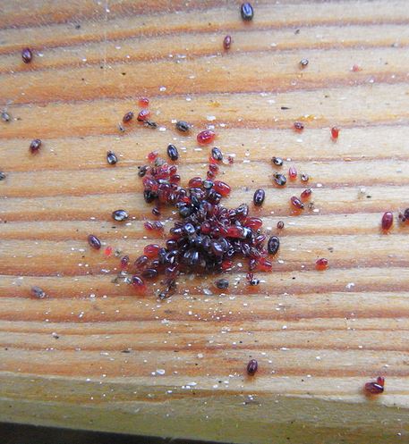 Mites and Eggs on Wood in the Coop