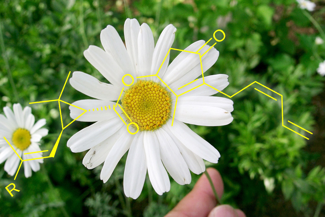 Chrysanthemums contain Insecticides